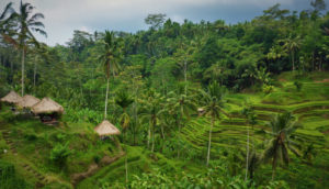 ubud