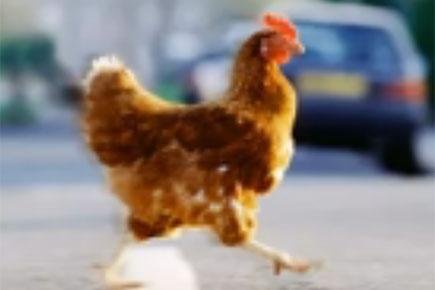 Introduction to chicken road demo
